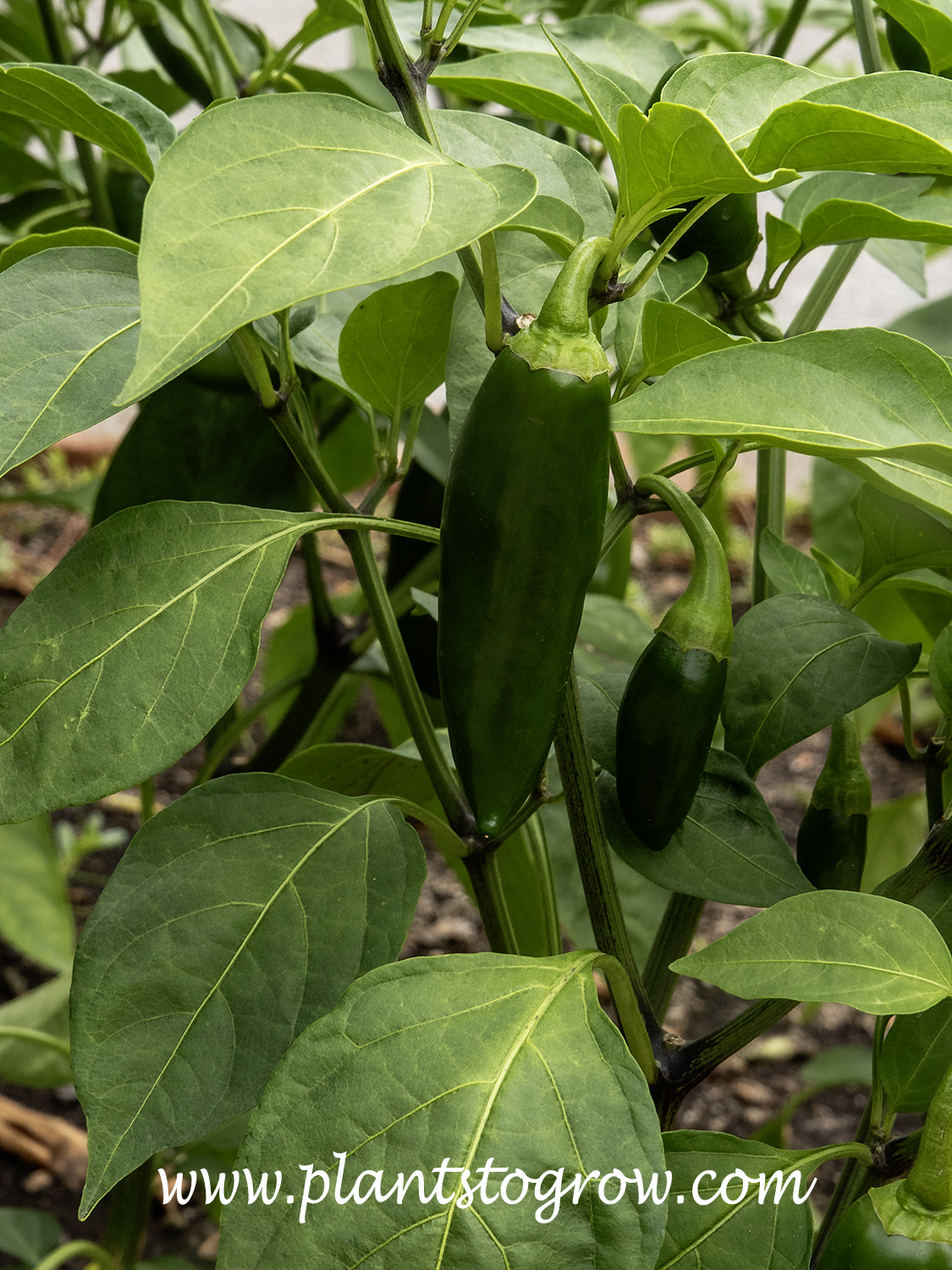 Emerald Fire Jalapeno Pepper (Capsicum annuum)